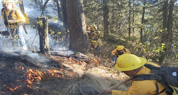 Incendio forestal en Atzizintla: el peor de la temporada; gobierno atiende