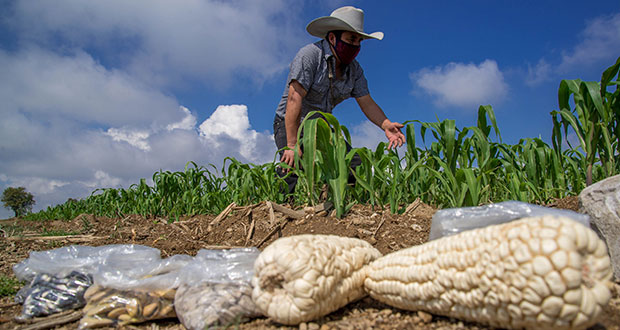 Baja 21% rendimiento de producción de maíz en Puebla al inicio de 2023