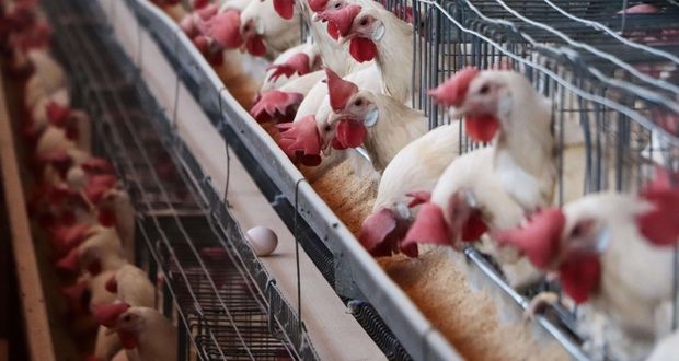 Identifica Agricultura influenza aviar AH5N1 en tres granjas de Aguascalientes
