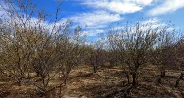 En Tehuacán, van por desmonte de media hectárea para supermercado