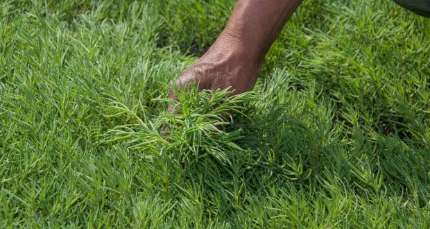 Garantizado, abasto de romeritos para Semana Santa: Agricultura