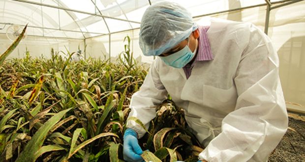 Senasica y organismo interamericano reiteran colaboración técnica
