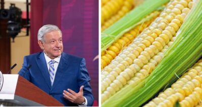 Sin violar T-MEC, regulación de maíz transgénico; es dañino: AMLO