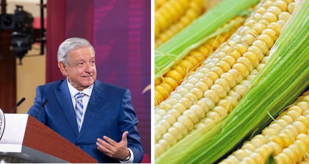 Sin violar T-MEC, regulación de maíz transgénico; es dañino: AMLO