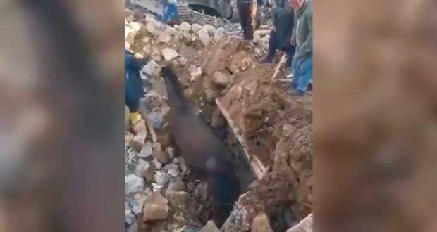 En Turquía, rescatan a caballo de escombros a 21 días de terremotos