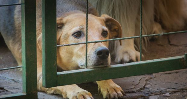 15 reportes por maltrato animal se reciben al día en Puebla capital