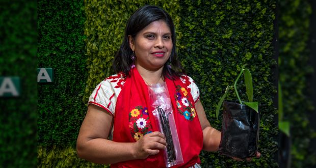 México, el tercer productor de vainilla a nivel mundial: Agricultura