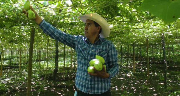 Cultivo de chayote, una alternativa sustentable para pequeños productores