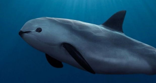 CITES aprueba Plan de Acción de México para proteger a la Vaquita Marina