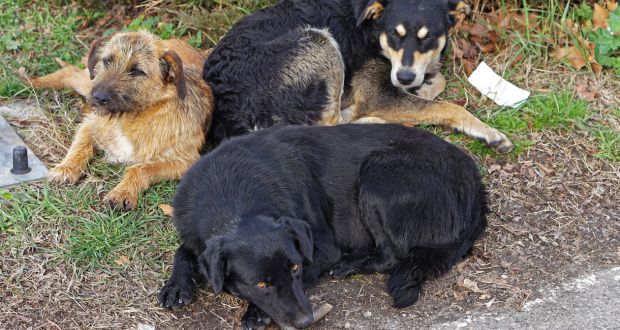 Activistas piden iniciativa que sea obligatorio, el proceso de esterilización en perros callejeros