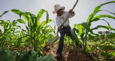 Puebla sembrará más de 43 mil hectáreas en 2024: Agricultura