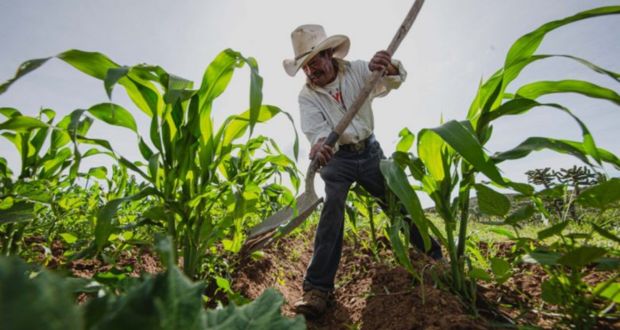 México producirá más de 301 toneladas de alimento: Agricultura
