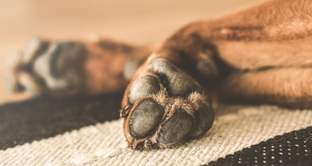 Perrito muere ahorcado en Lomas de Angelópolis; dueños de justifican