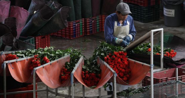 Garantizada, distribución de flores en México por el 10 de mayo: Agricultura