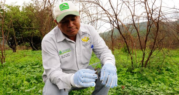 Convoca Agricultura a postular candidatos al Premio de Sanidad Vegetal