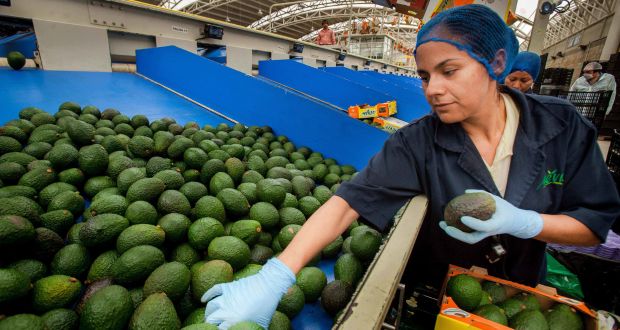 Registra balanza agroalimentaria del país superávit de dos mil mdd en primer trimestre