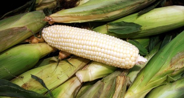 Segalmex comprará maíz a pequeños productores de Sinaloa