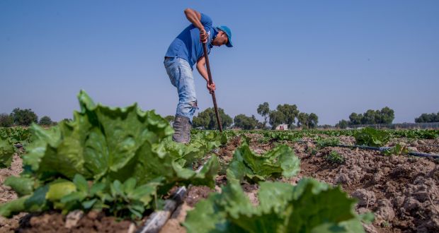 Producción agrícola de México sube 0.9%; naranja y tomate, lo más cosechado