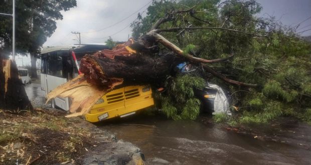 Lluvias en Puebla capital derriban al menos 6 árboles; uno cae sobre autobús