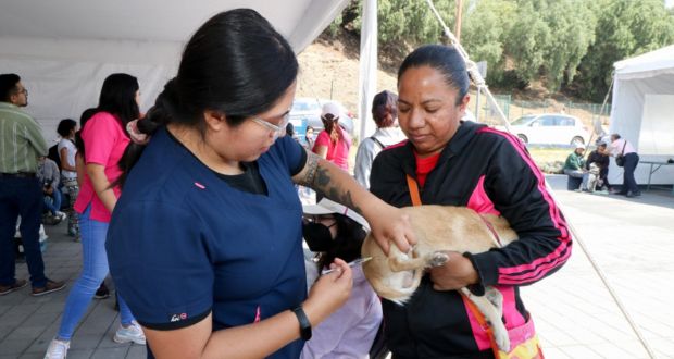 Con Jornada de Bienestar animal, el gobierno de Cholula otorga servicios en favor de la salud
