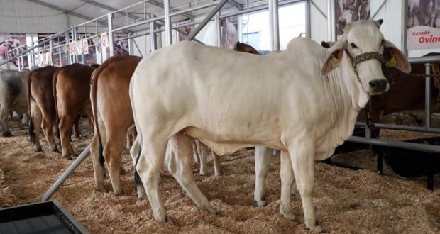 Feria de Puebla 2023: área con animales de granja, con 33 mil visitas