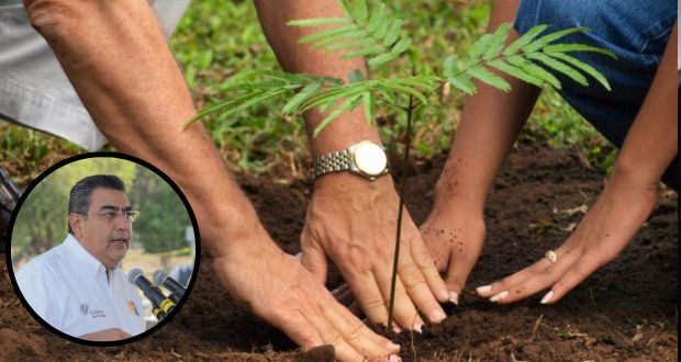 Puebla comprará 3.5 millones de árboles para reforestar áreas incendiadas