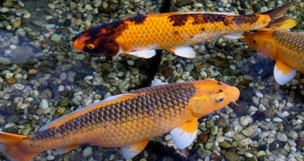 Donación de peces carpa en Chignahuapan afectaría otras especies, alertan