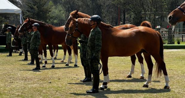 Certificará Agricultura pureza de raza Santa Gertrudis