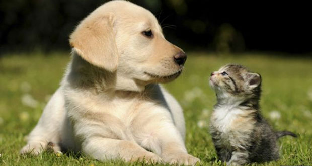 ¿Tienes mascotas? Así las puedes proteger ante la caída de ceniza
