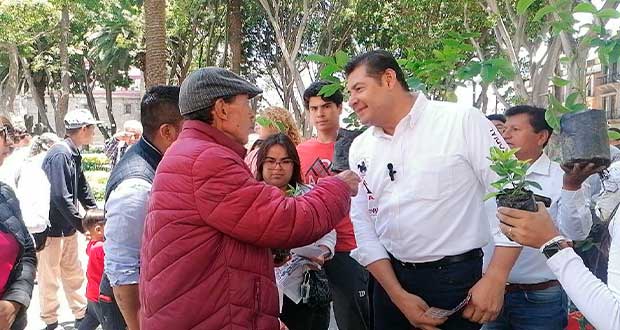 Persiste tala de árboles sanos por inmobiliarias en Puebla; comunas deben cuidar