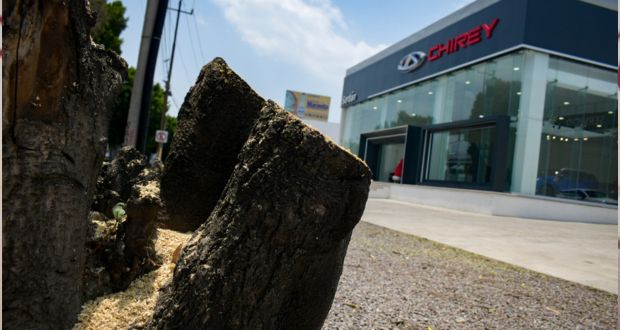 Tala ilegal en agencia Chirey: Arabian seguirá como titular de Medio Ambiente