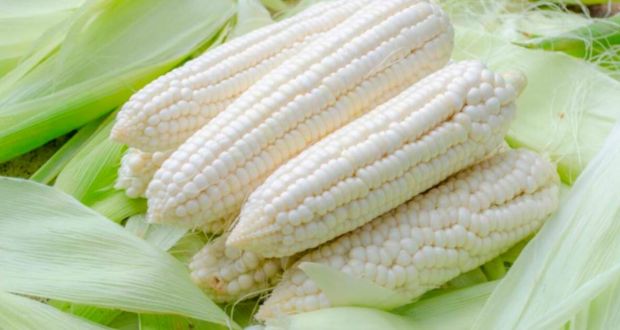 México establece aranceles del 50% a la importación de maíz blanco