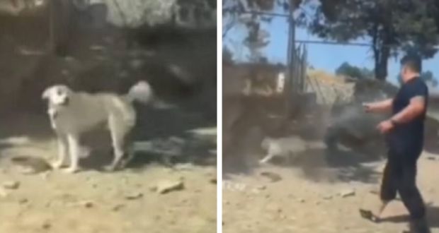 Partido Verde desmiente que excandidato que mató a perrito sea militante