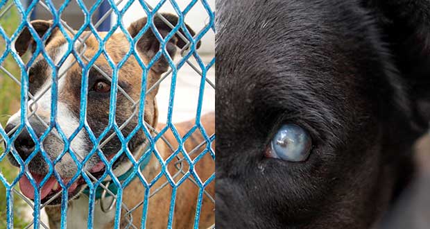 Maltrato animal en Puebla: gobierno va por sanciones en 21 casos; suman 115
