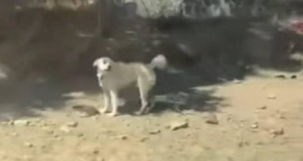 Excandidato a alcaldía mata a lomito, exigen justicia en Tlaxcala
