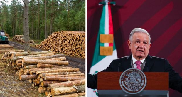 Tala clandestina de árboles se combate en límites de CDMX y Morelos: AMLO
