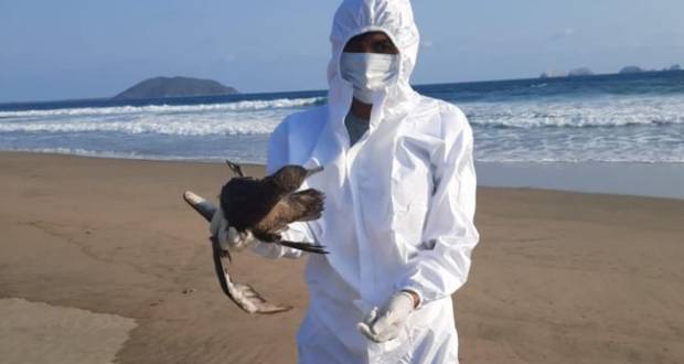 Descartan que muerte de cientos de aves sean por gripe aviar