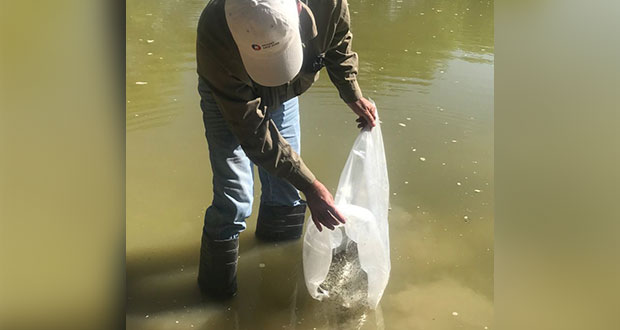 Donación de carpas en Chignahuapan, sin dañar a otras especies, asegura Lorenzo Rivera