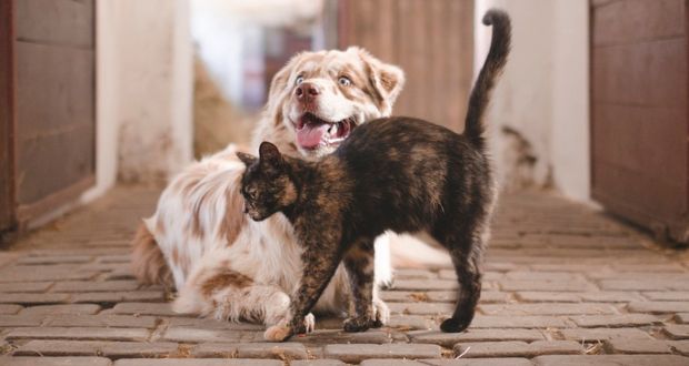 Comuna recibe 301 denuncias por maltrato animal en Puebla