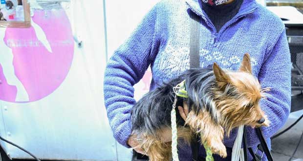 ¿Esterilización de una mascota en Puebla? Comuna tiene 5 centros 