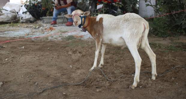 Paola Angón beneficia al campo cholulteca, entrega ovinos