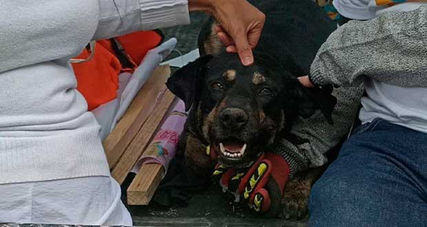 “Marchello”, el perrito rescatado en la protesta contra el maltrato animal