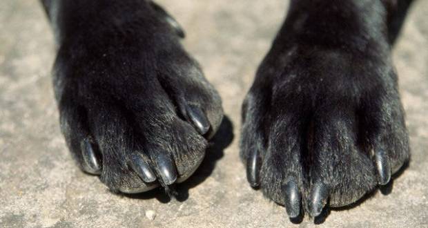 Menor de Atlixco, acusado de violar a otra perrita