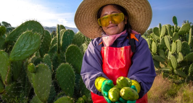 Puebla segunda entidad más productiva en la cosecha de Tuna: SADER