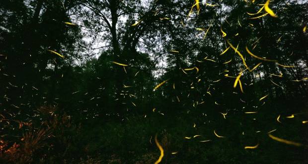 Visita el bosque de luciérnagas en Hueyacatitla