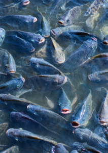 Producción de Tilapia crece 3.1%; no se satisface demanda interna: CONAFAB