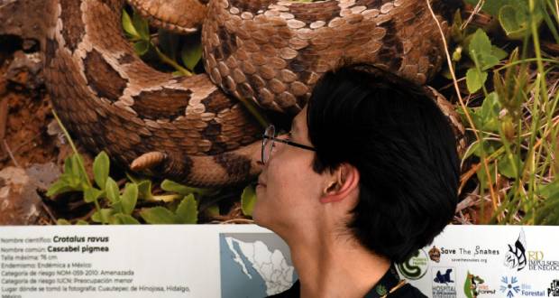 BUAP inaugura exposición 'Serpientes mexicanas: las víboras' en el CCU.