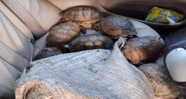 En Puebla, GN resguarda 267 tortugas que estaban destinadas a tráfico