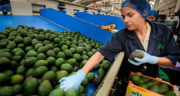 Exportaciones agroalimentarias crecen 4.48%, el más alto en 31 años