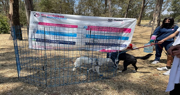 Gracias a reportes de la ciudadanía recientemente se logró el resguardo de dos canes que se encontraban deshidratados y desnutridos en Guadalupe Victoria.